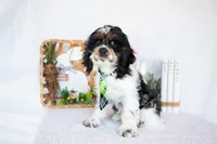 Murphy, a male Cocker Spaniel for sale in Shipshewana, IN – Photo 4 of 6