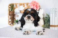 Murphy, a male Cocker Spaniel for sale in Shipshewana, IN – Photo 3 of 6
