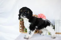Max, a male Cocker Spaniel for sale in Shipshewana, IN – Photo 3 of 4