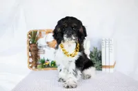 Max, a male Cocker Spaniel for sale in Shipshewana, IN – Photo 1 of 4