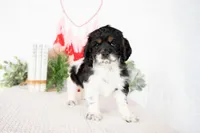 Max, a male Cocker Spaniel for sale in Shipshewana, IN – Photo 2 of 4