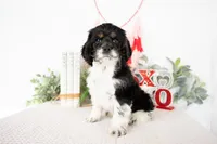 Max, a male Cocker Spaniel for sale in Shipshewana, IN – Photo 4 of 4