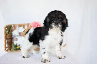 Max, a male Cocker Spaniel for sale in Shipshewana, IN – Photo 2 of 4