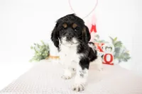 Max, a male Cocker Spaniel for sale in Shipshewana, IN – Photo 1 of 4
