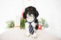 Max, a male Cocker Spaniel for sale in Shipshewana, IN – Photo 3 of 4