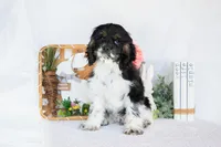 Max, a male Cocker Spaniel for sale in Shipshewana, IN – Photo 4 of 4