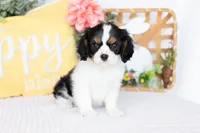 Lilah, a female Cavalier King Charles Spaniel for sale in Shipshewana, IN – Photo 4 of 5