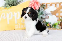 Lilah, a female Cavalier King Charles Spaniel for sale in Shipshewana, IN – Photo 2 of 5