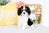 Lilah, a female Cavalier King Charles Spaniel for sale in Shipshewana, IN – Photo 3 of 5