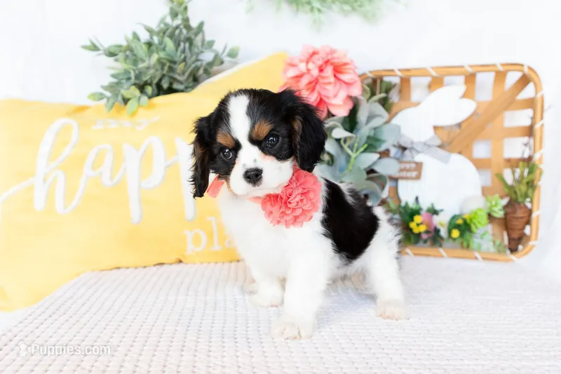 Lilah – Cavalier King Charles Spaniel puppy for sale in Shipshewana, IN