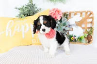 Lilah, a female Cavalier King Charles Spaniel for sale in Shipshewana, IN – Photo 1 of 5
