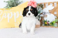 Lilah, a female Cavalier King Charles Spaniel for sale in Shipshewana, IN – Photo 5 of 5