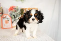 Arlo, a male Cavalier King Charles Spaniel for sale in Shipshewana, IN – Photo 3 of 4
