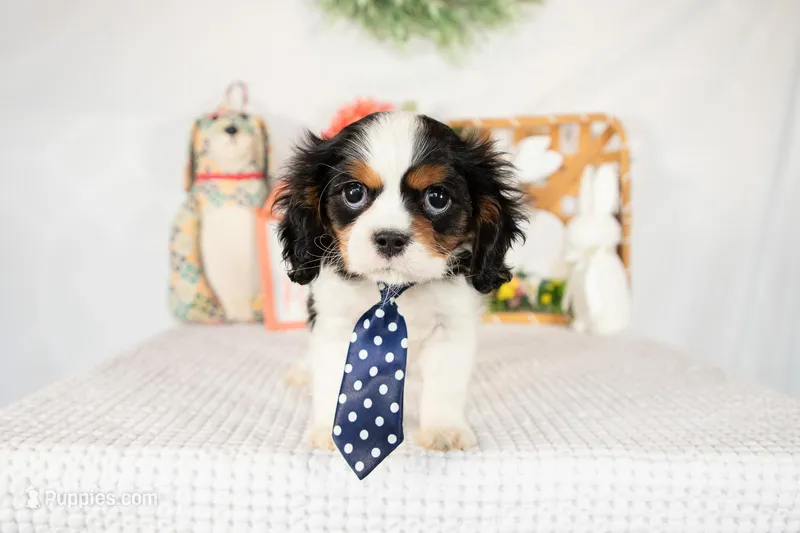 Arlo – Cavalier King Charles Spaniel puppy for sale in Shipshewana, IN