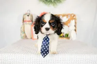 Arlo, a male Cavalier King Charles Spaniel for sale in Shipshewana, IN – Photo 1 of 4