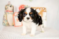 Arlo, a male Cavalier King Charles Spaniel for sale in Shipshewana, IN – Photo 2 of 4