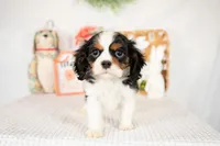 Arlo, a male Cavalier King Charles Spaniel for sale in Shipshewana, IN – Photo 4 of 4
