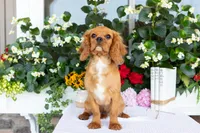 Ranger, a male Cavalier King Charles Spaniel for sale in Shipshewana, IN – 3 of 5