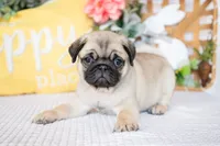 Blake, a male Pug for sale in Shipshewana, IN – Photo 2 of 5