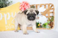 Blake, a male Pug for sale in Shipshewana, IN – Photo 3 of 5