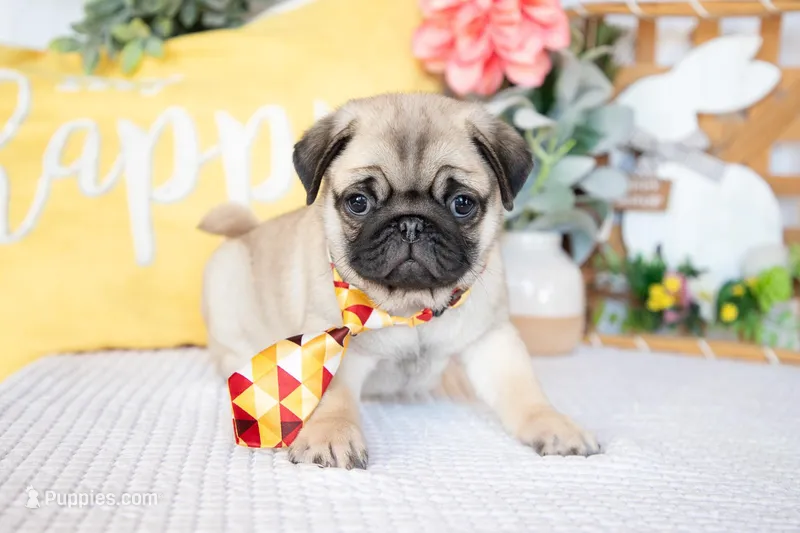 Blake – Pug puppy for sale in Shipshewana, IN