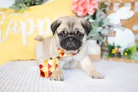 Blake, a male Pug for sale in Shipshewana, IN – Photo 1 of 5