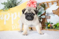 Blake, a male Pug for sale in Shipshewana, IN – Photo 4 of 5