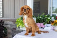 Ranger, a male Cavalier King Charles Spaniel for sale in Shipshewana, IN – 3 of 4