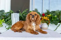 Ranger, a male Cavalier King Charles Spaniel for sale in Shipshewana, IN – 4 of 4