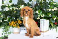 Ranger, a male Cavalier King Charles Spaniel for sale in Shipshewana, IN – 2 of 5