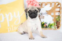 Luca, a male Pug for sale in Shipshewana, IN – Photo 3 of 5