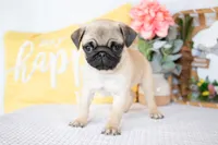 Luca, a male Pug for sale in Shipshewana, IN – Photo 5 of 5