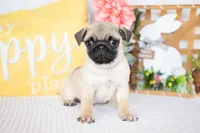 Luca, a male Pug for sale in Shipshewana, IN – Photo 2 of 5