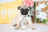 Luca, a male Pug for sale in Shipshewana, IN – Photo 1 of 5