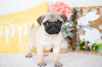 Luca, a male Pug for sale in Shipshewana, IN – Photo 4 of 5