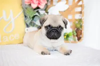 Jax, a male Pug for sale in Shipshewana, IN – Photo 5 of 5