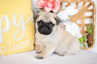 Jax, a male Pug for sale in Shipshewana, IN – Photo 2 of 5