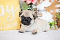 Jax, a male Pug for sale in Shipshewana, IN – Photo 3 of 5