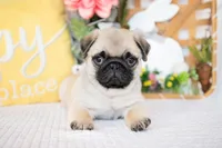 Jax, a male Pug for sale in Shipshewana, IN – Photo 4 of 5