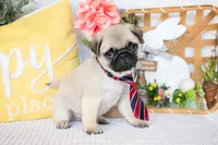 Jax, a male Pug for sale in Shipshewana, IN – Photo 1 of 5