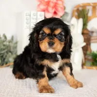 Harlan, a male Cavalier King Charles Spaniel for sale in Shipshewana, IN – Photo 2 of 4