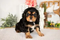 Harlan, a male Cavalier King Charles Spaniel for sale in Shipshewana, IN – Photo 1 of 4