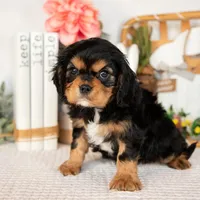 Harlan, a male Cavalier King Charles Spaniel for sale in Shipshewana, IN – Photo 4 of 4