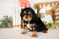 Harlan, a male Cavalier King Charles Spaniel for sale in Shipshewana, IN – Photo 4 of 4