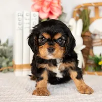 Harlan, a male Cavalier King Charles Spaniel for sale in Shipshewana, IN – Photo 3 of 4