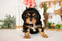 Harlan, a male Cavalier King Charles Spaniel for sale in Shipshewana, IN – Photo 3 of 4
