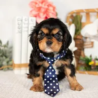Harlan, a male Cavalier King Charles Spaniel for sale in Shipshewana, IN – Photo 1 of 4