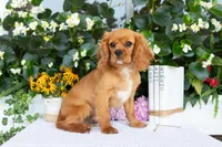 Ranger, a male Cavalier King Charles Spaniel for sale in Shipshewana, IN – 1 of 5