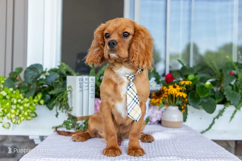 Ranger – Cavalier King Charles Spaniel puppy for sale in Shipshewana, IN