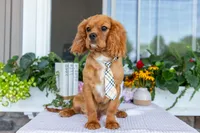 Ranger, a male Cavalier King Charles Spaniel for sale in Shipshewana, IN – 1 of 4